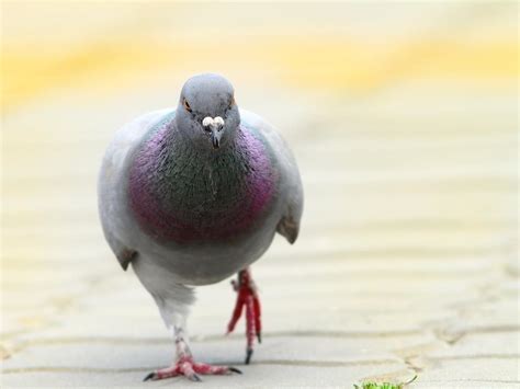 Why Do Birds Bob Their Heads? (5 Key Reasons) | Birdfact