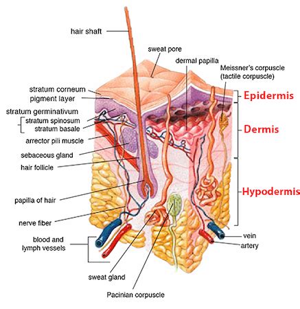 Subcutaneous Layer of the Skin | Definition, Location & Function - Lesson | Study.com