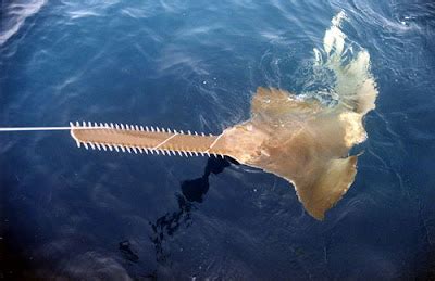 Smalltooth Sawfish