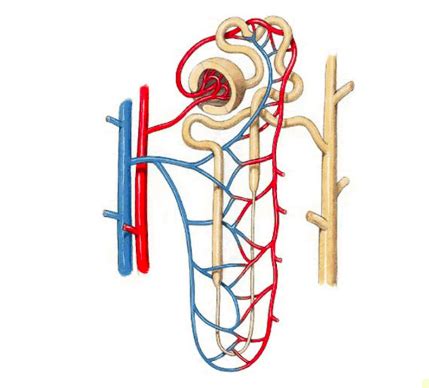 Loop of Henle in Water Reabsorption Diagram | Quizlet