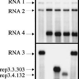 Analysis by northern blot hybridization of the viral RNA contents of C.... | Download Scientific ...