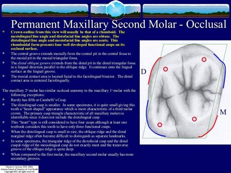 Occlusal aspect of maxillary 2nd molar