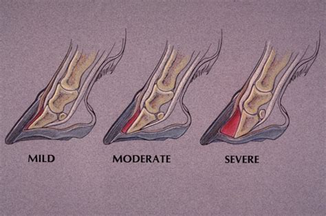 VÍDEO: Explicamos la Laminitis