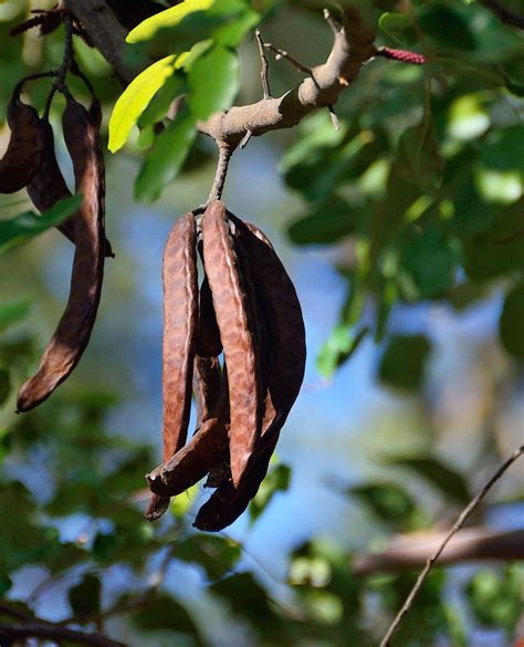 ALGARROBO - Características y Cultivo de este árbol (Guía)