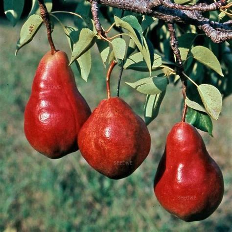 25 Rare Red Anjou Pear Seeds Heirloom Exotic Wild Unusual | Etsy