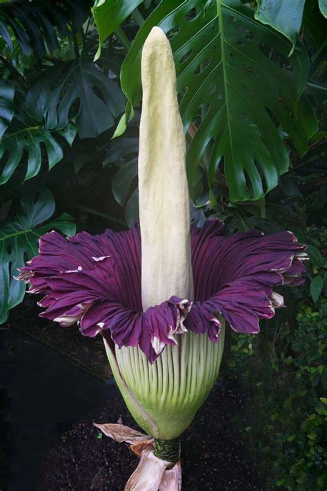 The Blooming of Titan Arum at the Botanical Garden Zurich - NewinZurich - Your Guide To Living ...