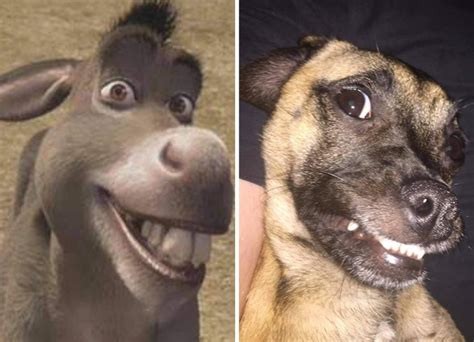 12 Funny Dog Pictures in "Look A like Challenge" - ilovedogscute.com