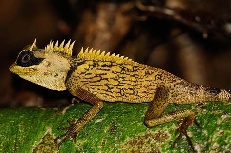 Cardamom tree dragon (Acanthosaura cardamomensis)