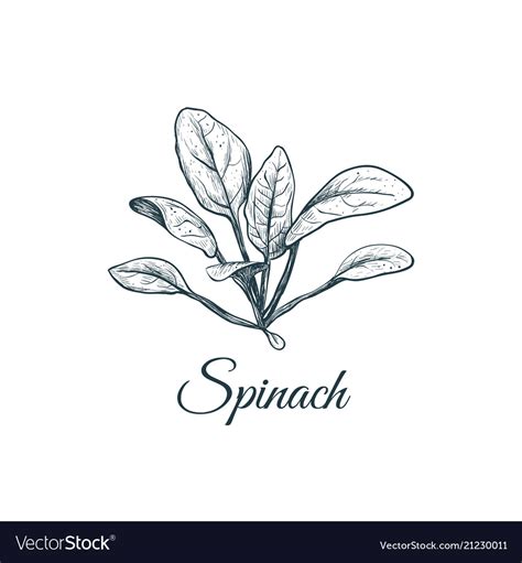 Spinach sketch drawing Royalty Free Vector Image