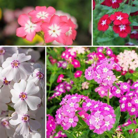 Phlox- Tall Mix seeds | The Seed Collection