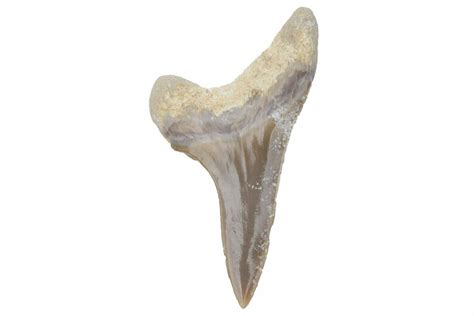 1" Fossil Ginsu Shark (Cretoxyrhina) Tooth - Kansas (#219147) For Sale - FossilEra.com