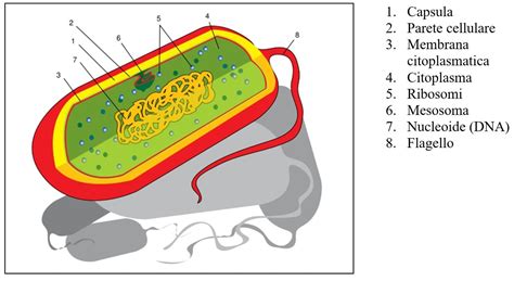 Cellule procariote: definizione e riassunto | Studenti.it