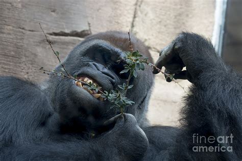 Gorilla gently eating leaves of bush branch. Photograph by John ...