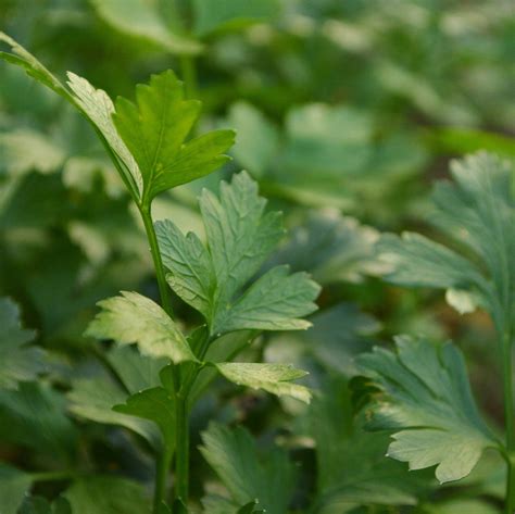 Italian Flat Leaf Parsley – Thresh Seed Co.