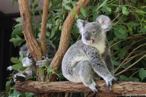 Lone Pine Koala Sanctuary, More Than Just Koalas - dapsile