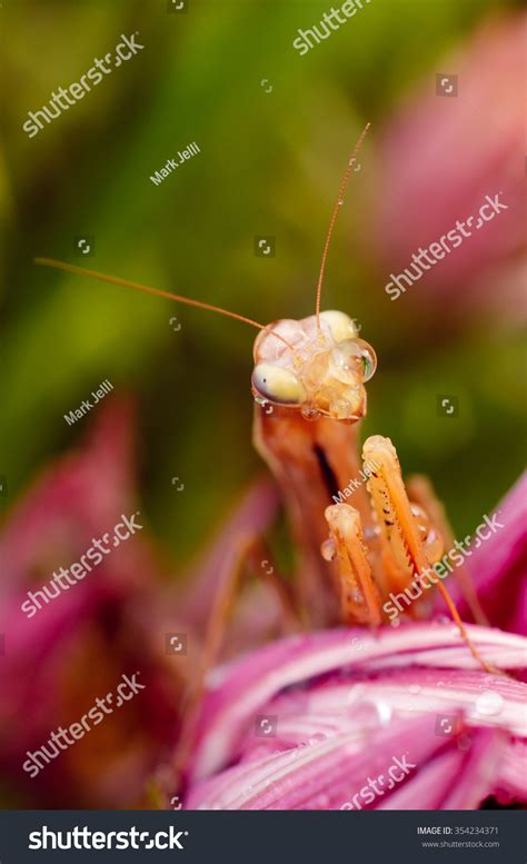 Adult Praying Mantis Praying Pose Stock Photo 354234371 | Shutterstock