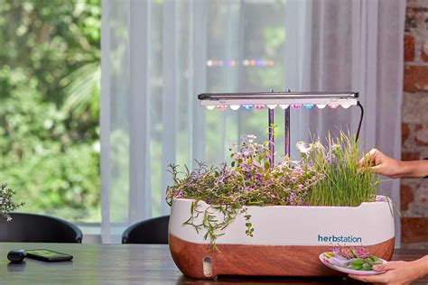 What Is The Best Hydroponic System For Microgreens? - Hydroponic Way