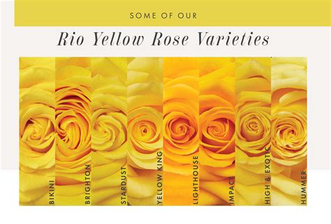 Rio Introduces Two New Yellow Rose Varieties - Rio Roses