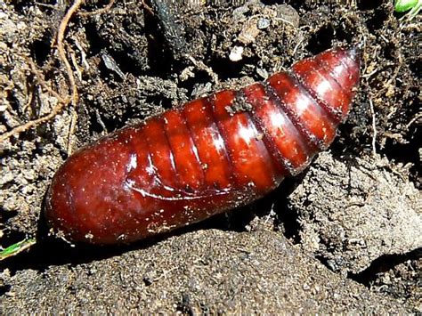 Pupa ID - Noctua pronuba - BugGuide.Net