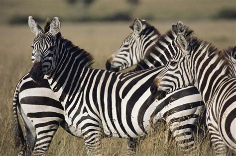 Plains Zebra Facts, Habitat, Diet, Life Cycle, Baby, Pictures