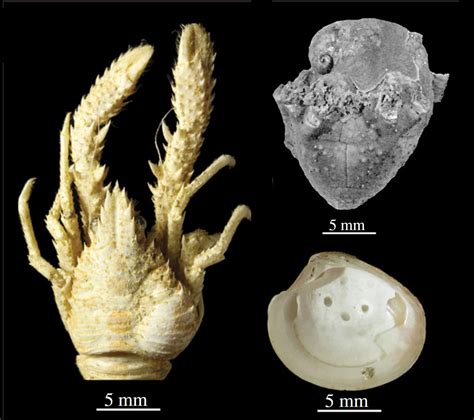 Increase in Marine Parasitism Through Time Linked to Biodiversity – Research & Collections