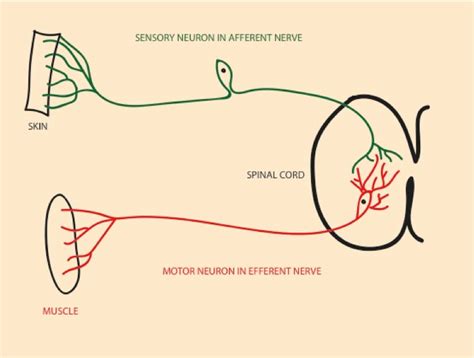 Peripheral nervous system - Queensland Brain Institute - University of Queensland