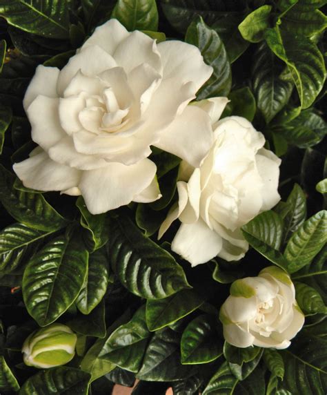 Gardenia - How to care growing guide