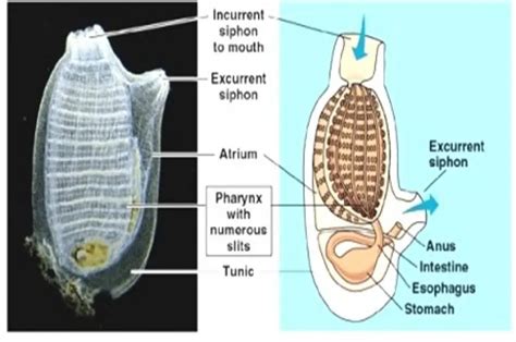 GENERAL CHARACTERS OF UROCHORDATA