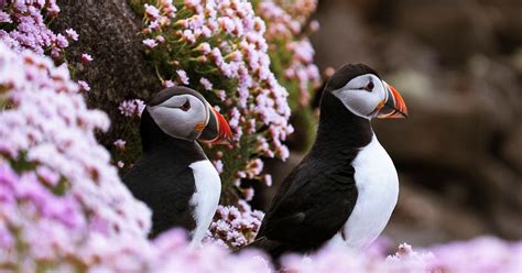 Where Do Puffins Live? (Habitat, Range + Distribution) | Birdfact