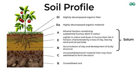 Diagram of Soil Profile - Soil Layers and Characteristics - GeeksforGeeks