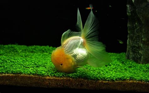 Oranda Goldfish Care: Tank & Pond Setup, Mates & Feeding