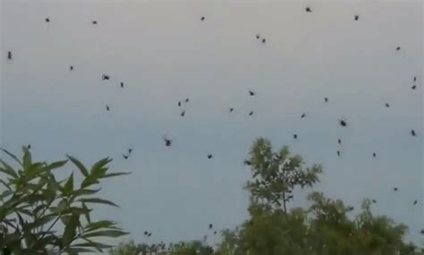 It’s Raining Spiders in Brazil | Science | Smithsonian