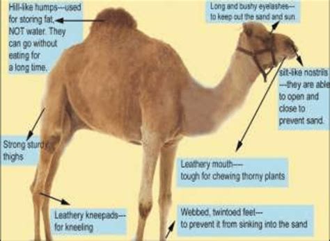 Different anatomical adaptations in camel | Download Scientific Diagram