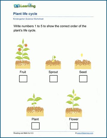 Plant life cycles worksheets | K5 Learning