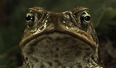 Sundance Buzz For Cane Toads: The Conquest - A Wild Nature Documentary Goes 3D. It's Ava-Toad!