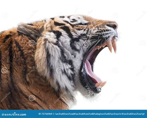 Tiger Roar Stock Image | CartoonDealer.com #47137951