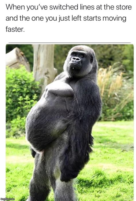 Image tagged in funny,waiting,slow,gorilla - Imgflip