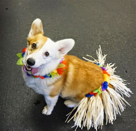 More #Corgis in Costumes: Get Your Halloween On! - The Daily Corgi