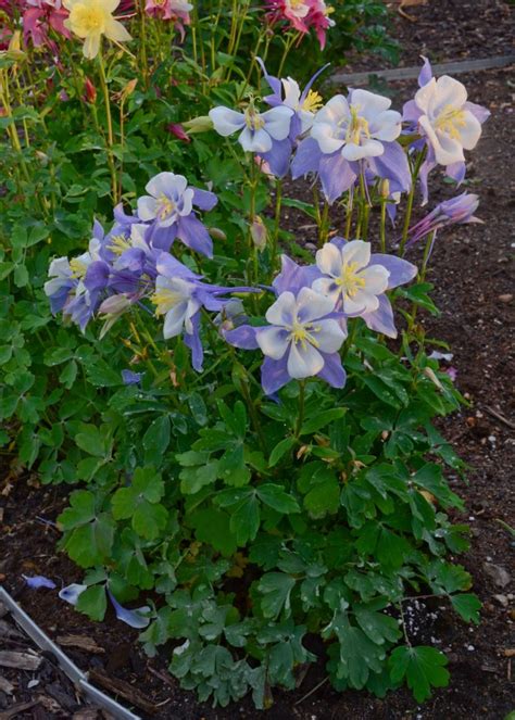 Best Flowering Perennials For Semi Shade : 15 Best Shade Perennials ...