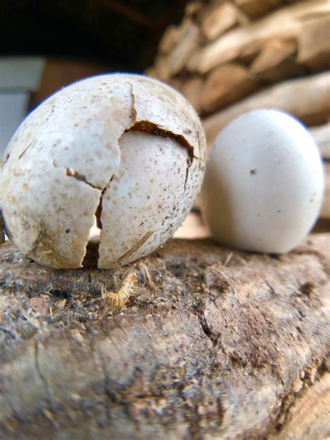 The Barn Owl Eggs - Fullmoonfiberart.com