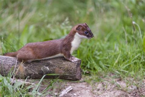 Ermine - A-Z Animals