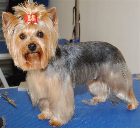 Yorkie | Yorkie dogs, Yorkie hairstyles, Yorkie haircuts