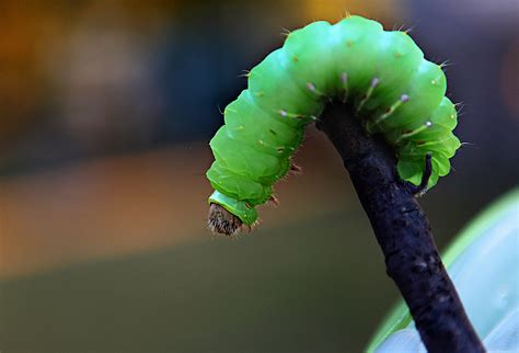 Elizabeth Hall Photography: The Big Green Caterpillar