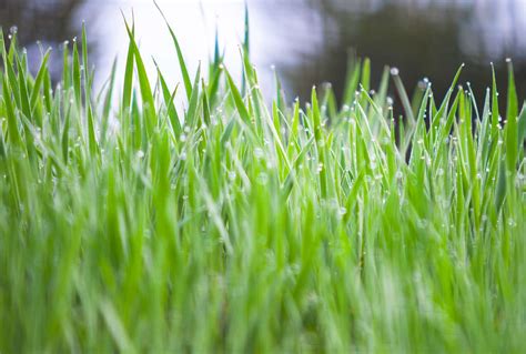 How to Grow and Care for Winter Rye Grass