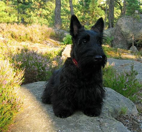 Black Scottish Terrier dog photo and wallpaper. Beautiful Black Scottish Terrier dog pictures