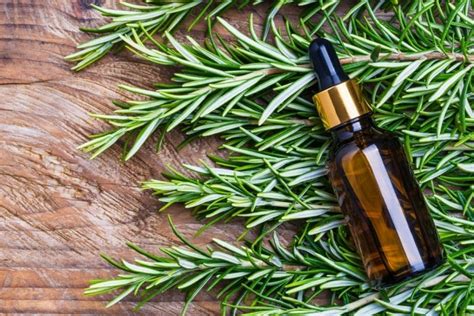 Rosemary Oil For Hair | Rosemary Essential Oil Reviews