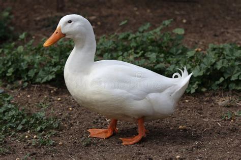 Un Canard Blanc De Marche. Photos stock - Image: 36588813