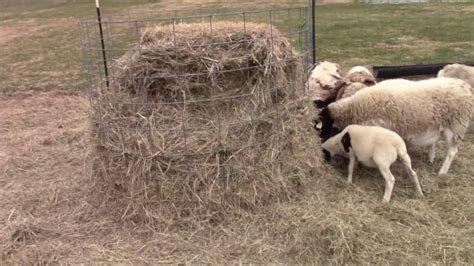 Hay Saver Round Bale Feeders For Cattle - change comin