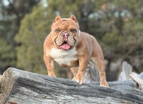 Top 5 Reasons To Consider A Shorty Bull As Your Next Pet