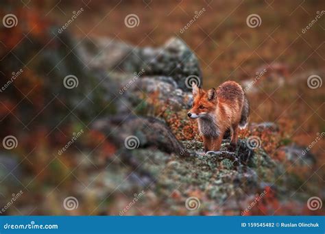 Curious Red Fox in Its Natural Habitat. Stock Photo - Image of light ...